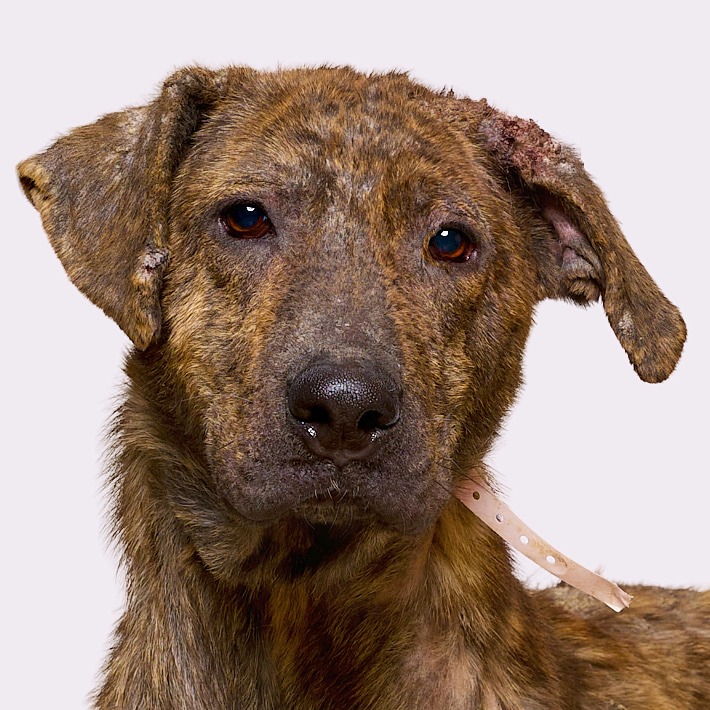 “Lexi” Electra (aka Chew-Chee), photo 4