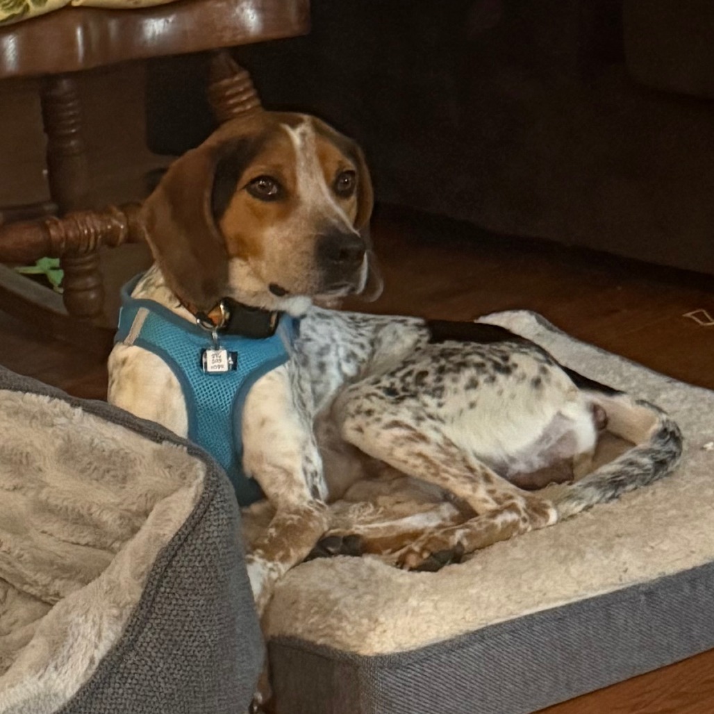 Cannoli — thumbnail 4