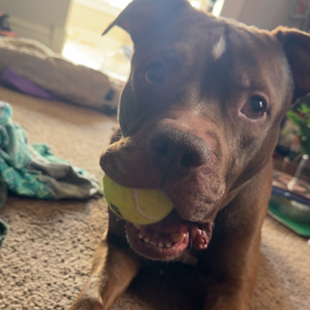Sen Animal Rescue Senpai Sam is available for adoption at CARE - Center for Animal Rescue ...