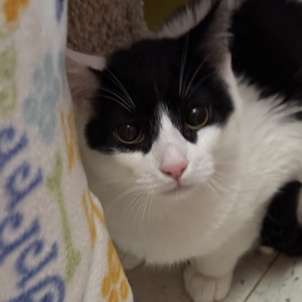 Rocky — thumbnail 2