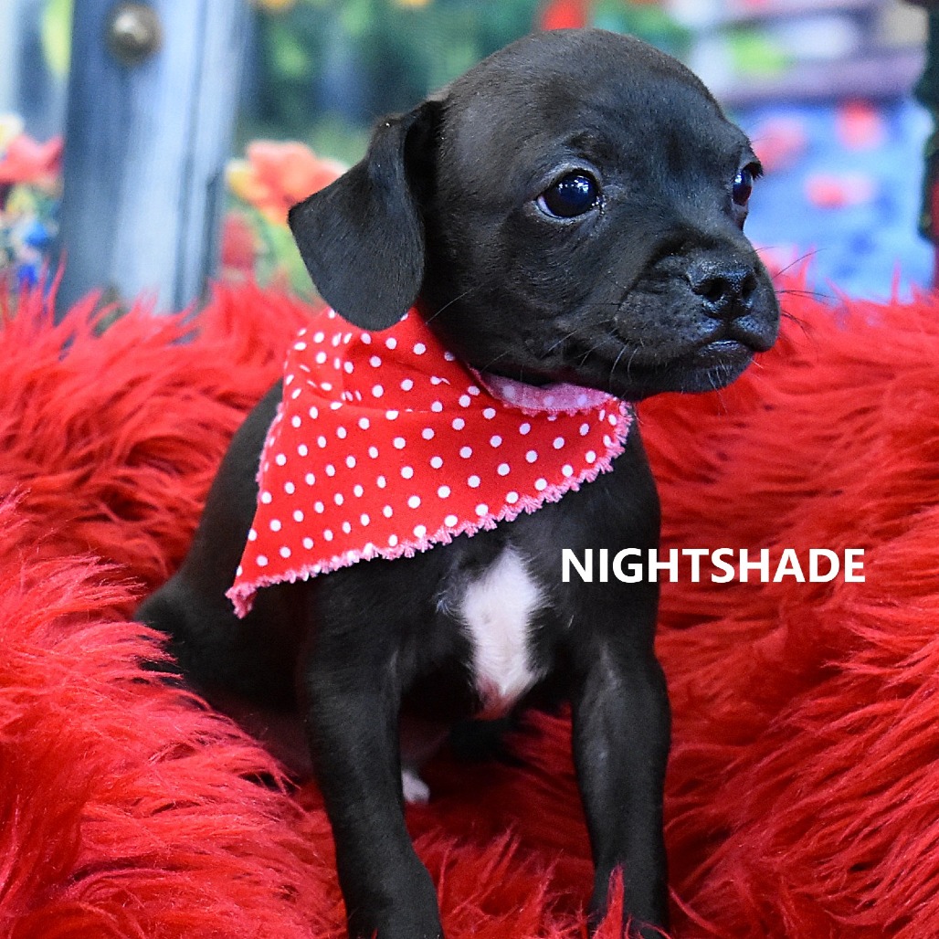 NIGHTSHADE - Pug / Mix available for adoption