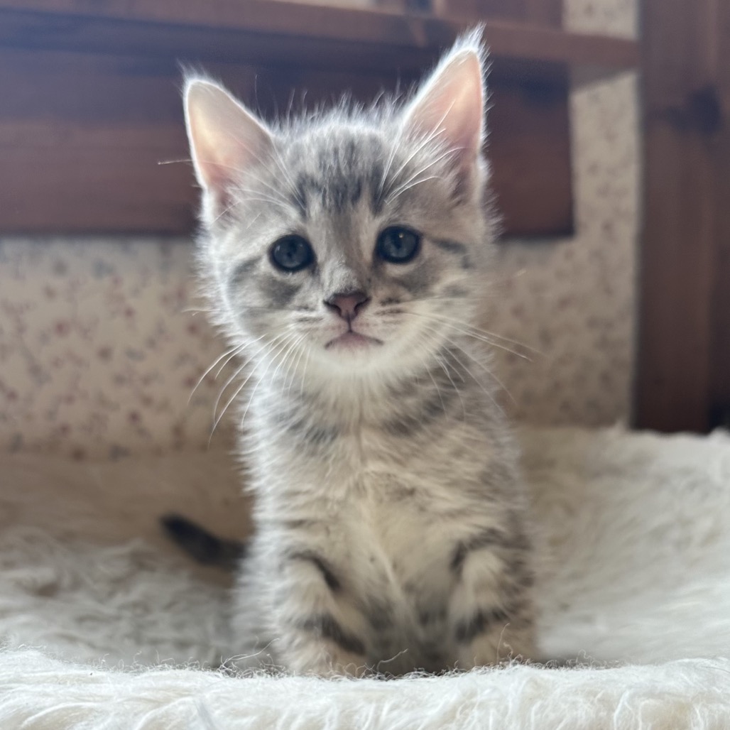TEXAS TOAST 4 - Domestic Shorthair available for adoption