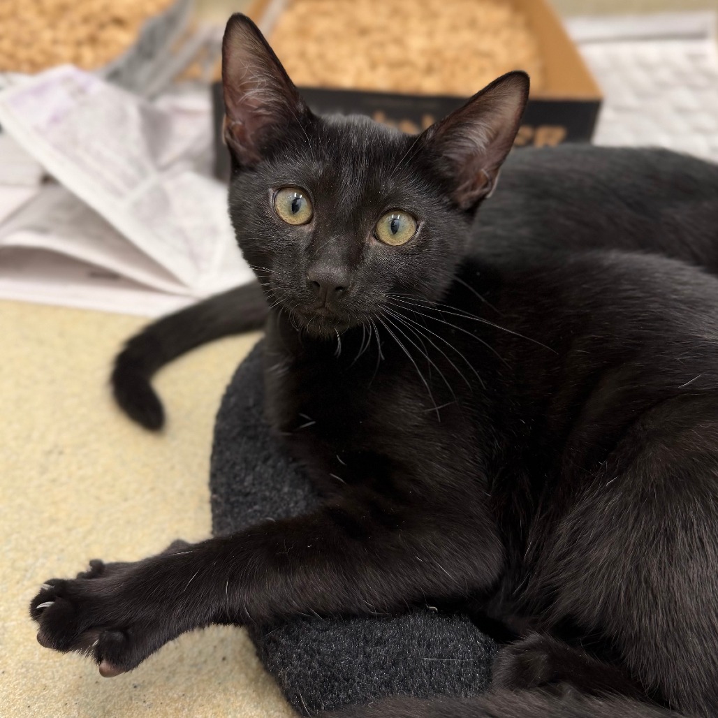 LEE - Domestic Shorthair available for adoption