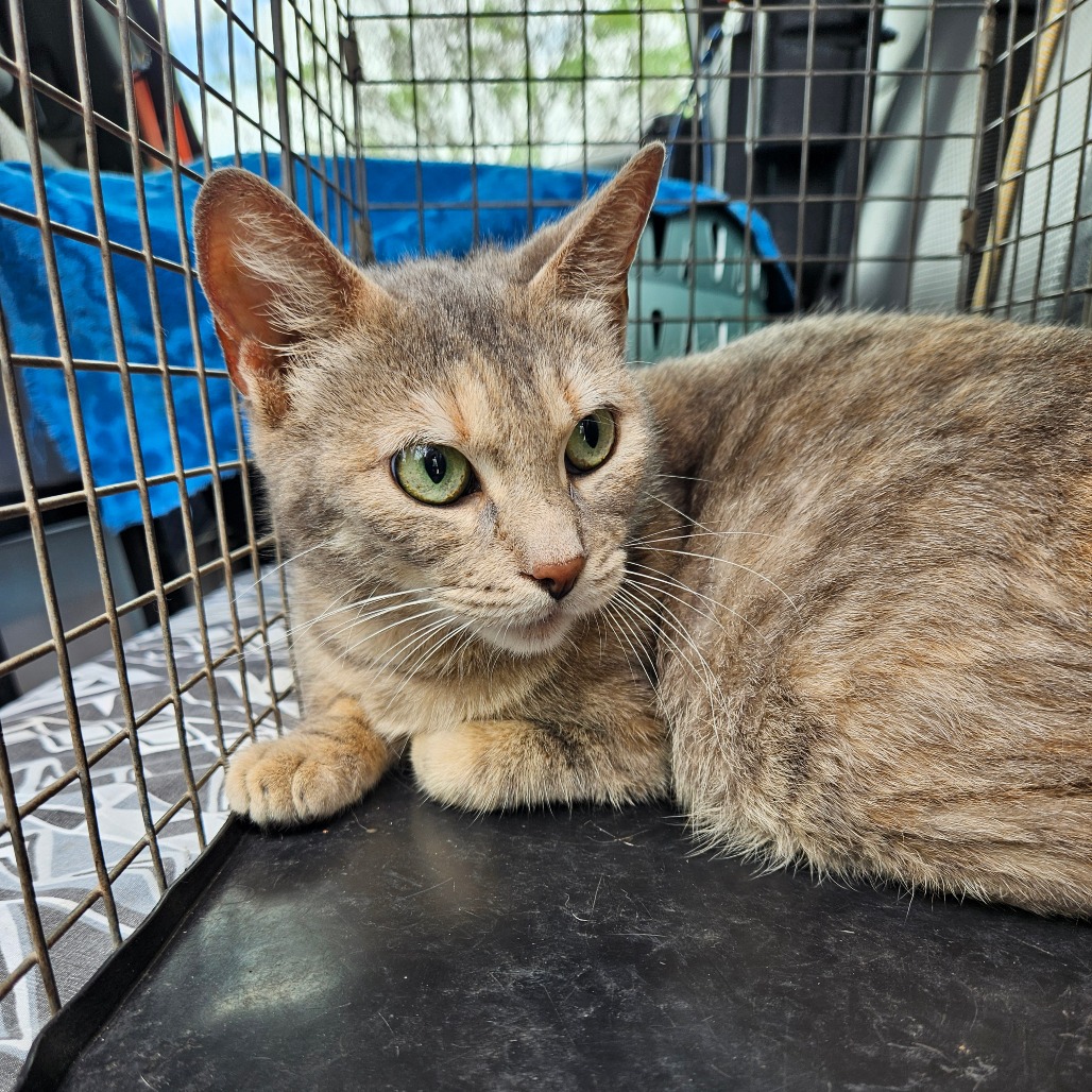 Tinker, an adoptable cat at SPCA-BC