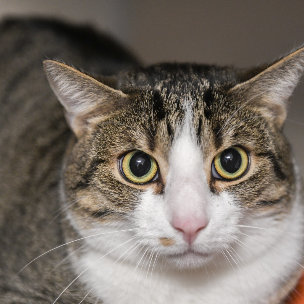 Findus - Domestic Shorthair