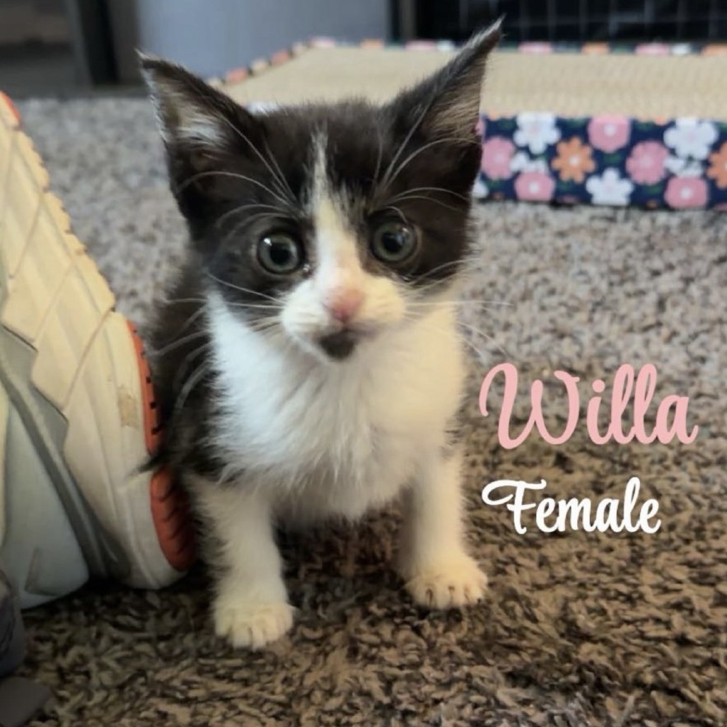 Willa, available for adoption