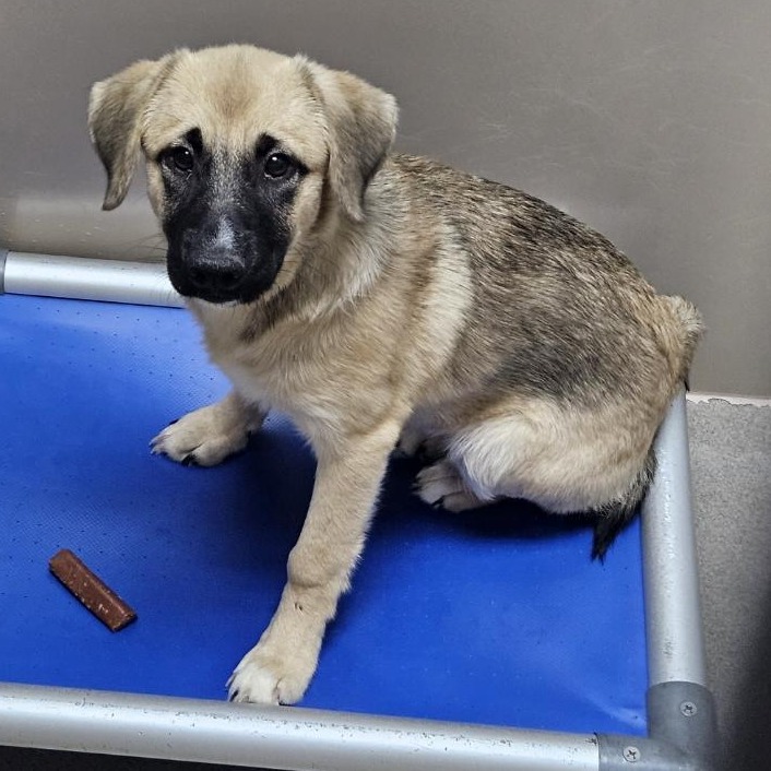 Kennel#20 Nani's preview photo