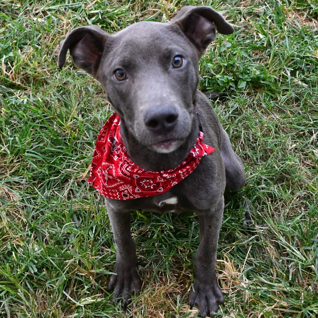 BRONX - Blue Lacy / Mix available for adoption