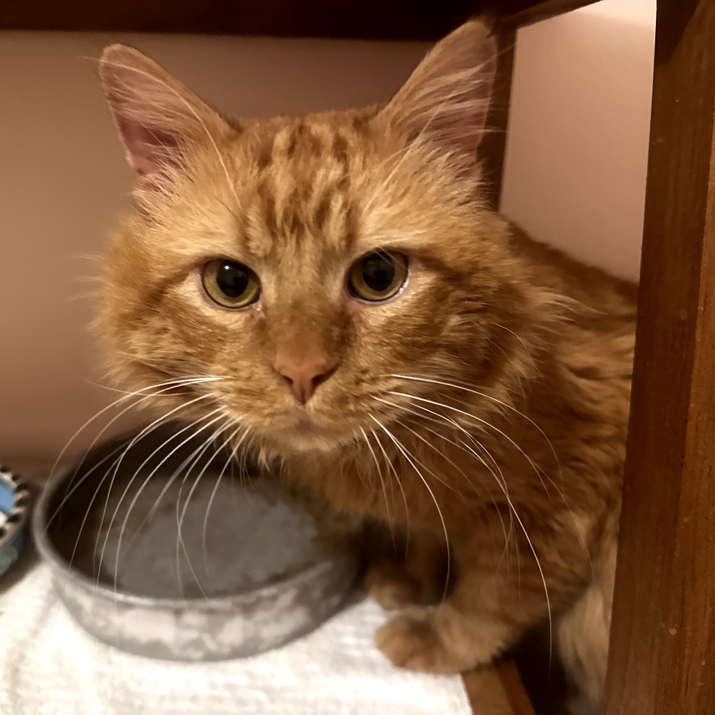 Pickles — thumbnail 3