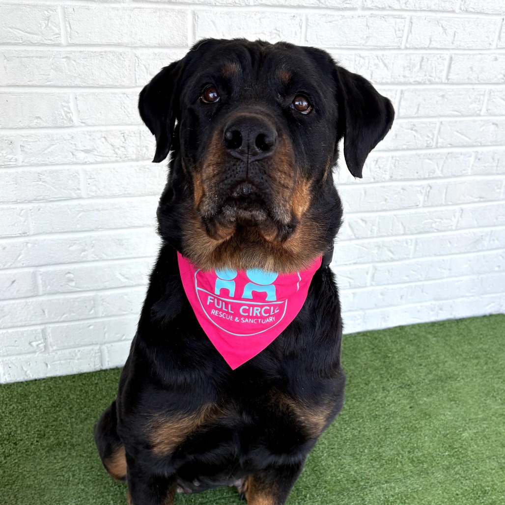 Winnie is available for adoption at Full Circle Rescue and Sanctuary