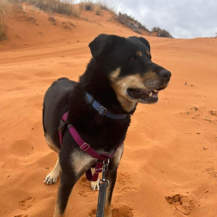 Roxy, photo 20