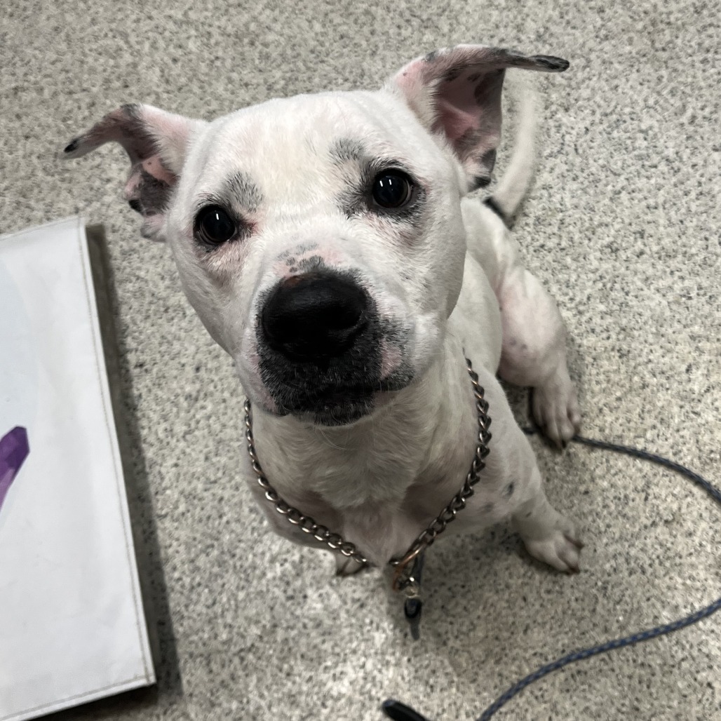 Chadwick — thumbnail 5