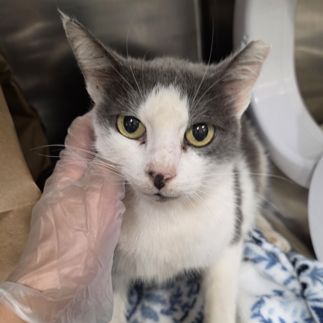 GRACIE - Domestic Shorthair available for adoption