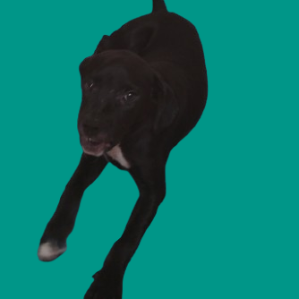  Photo of TUSC-Stray-81798