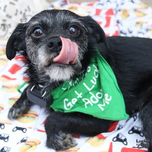 GINGERSNAP - Terrier / Wirehaired available for adoption