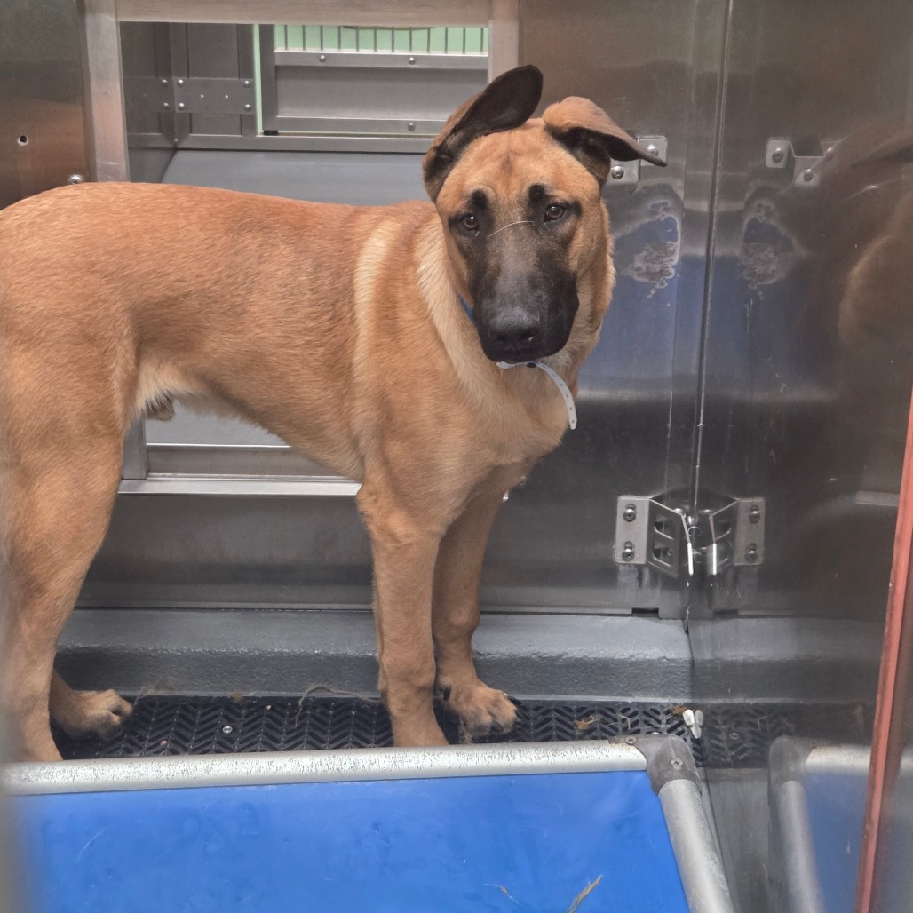 Drago — thumbnail 4