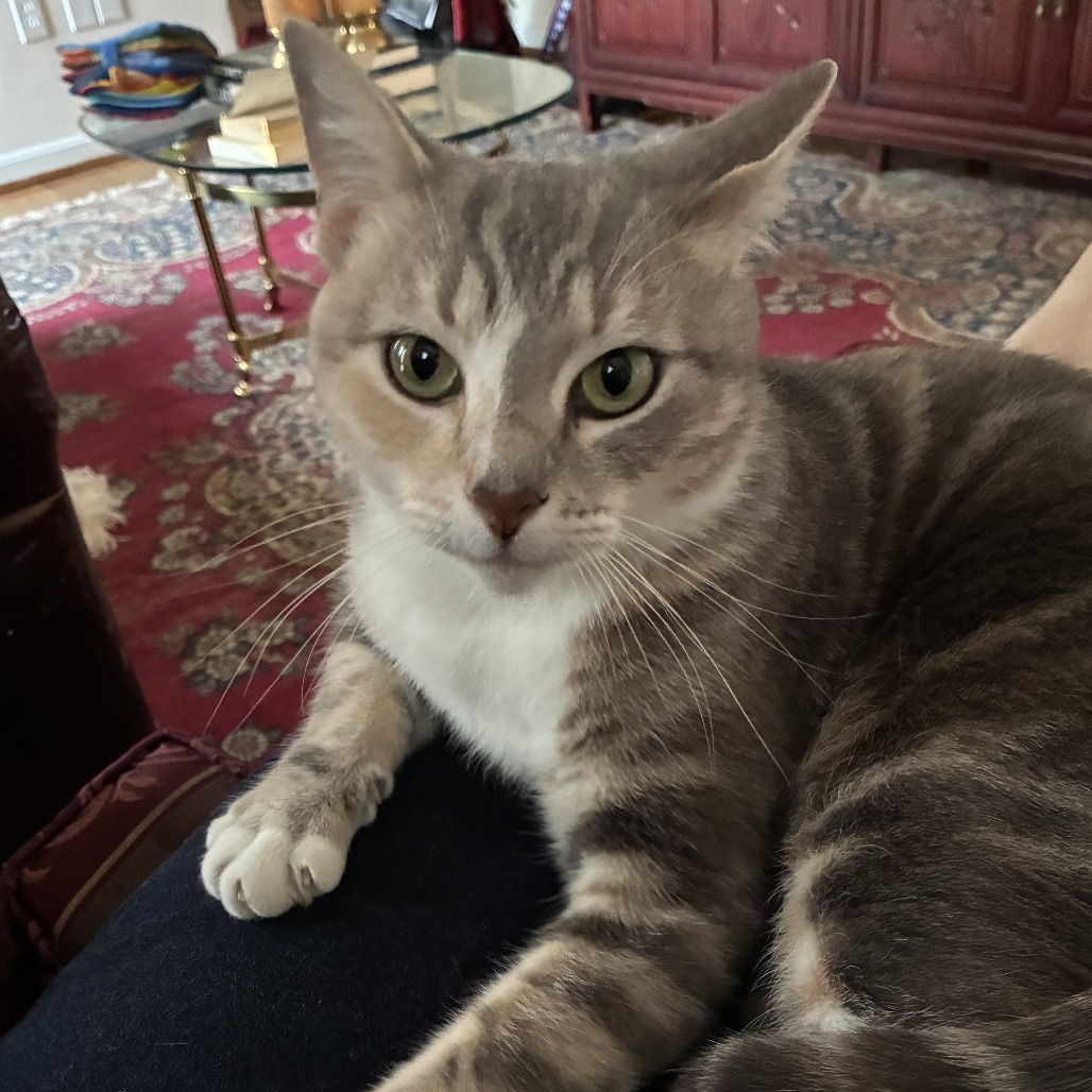 Coconut Patty — thumbnail 4