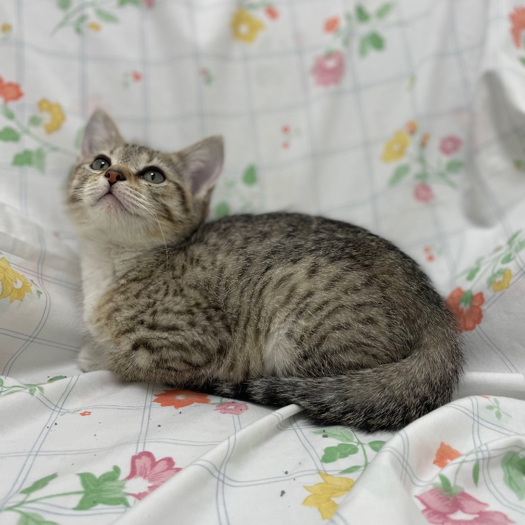 Chrissy — thumbnail 4