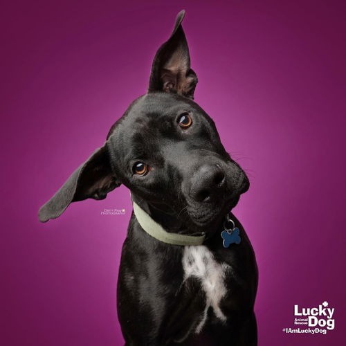 HOCUS - Retriever, Labrador / Terrier available for adoption