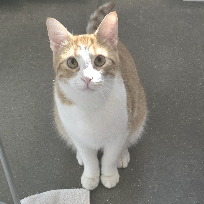Oliver