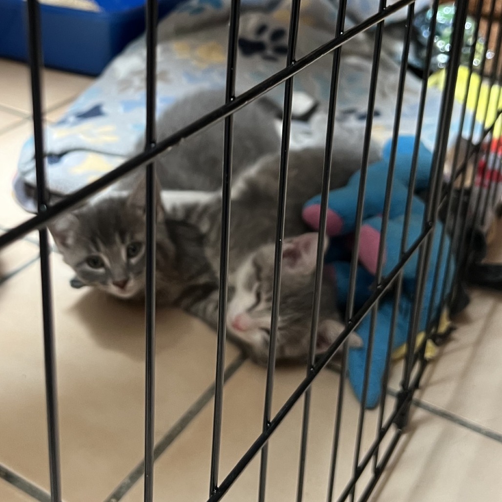 Meet King Arthur , a Domestic Shorthair Cat Available For Adoption ...