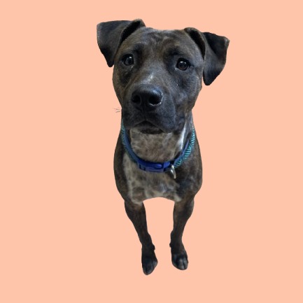 Tusc Stray 81820