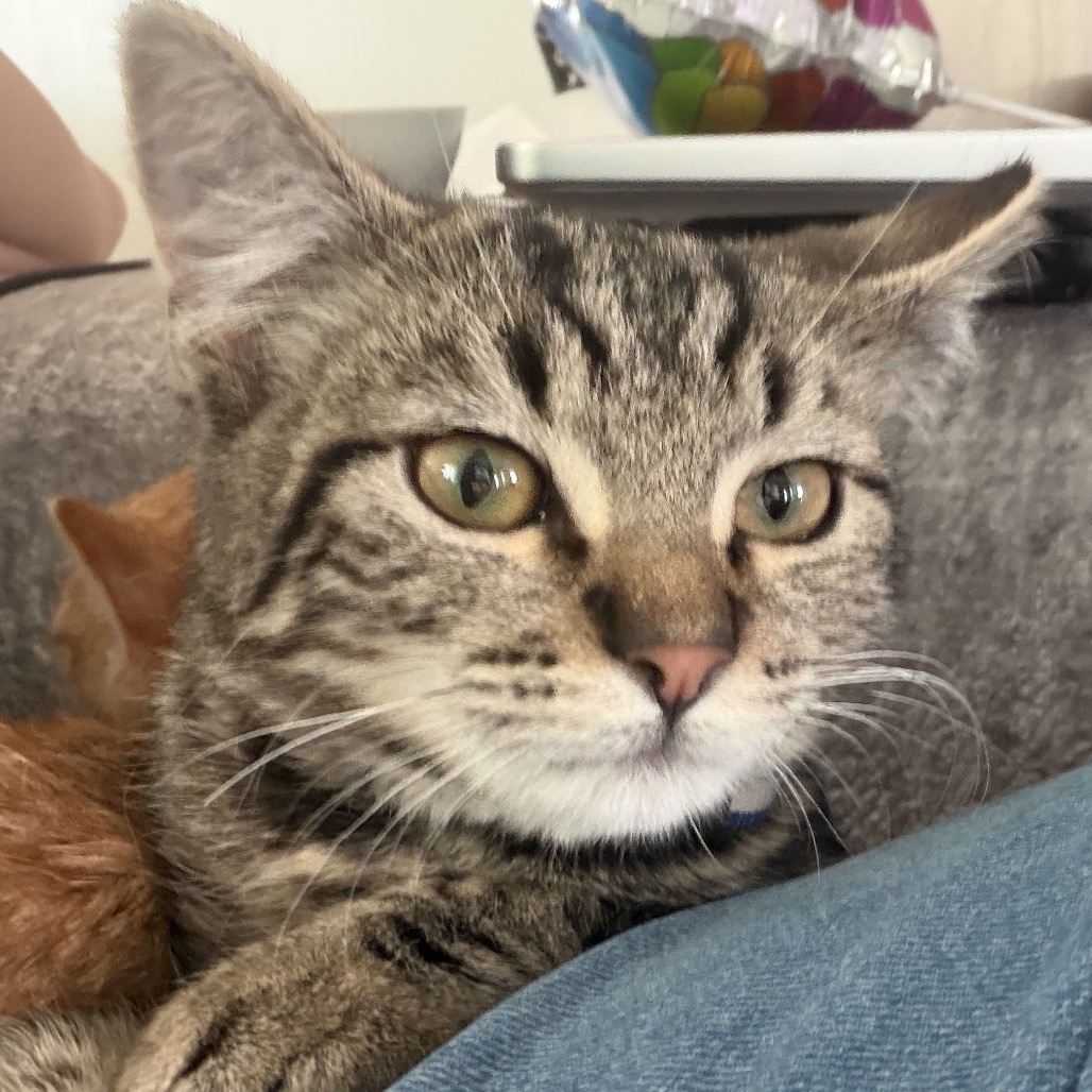 COWBOY - Domestic Shorthair available for adoption