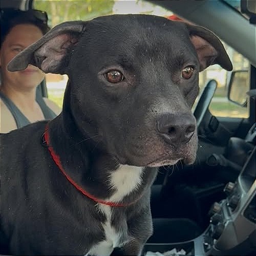 Photo of Pharaoh
