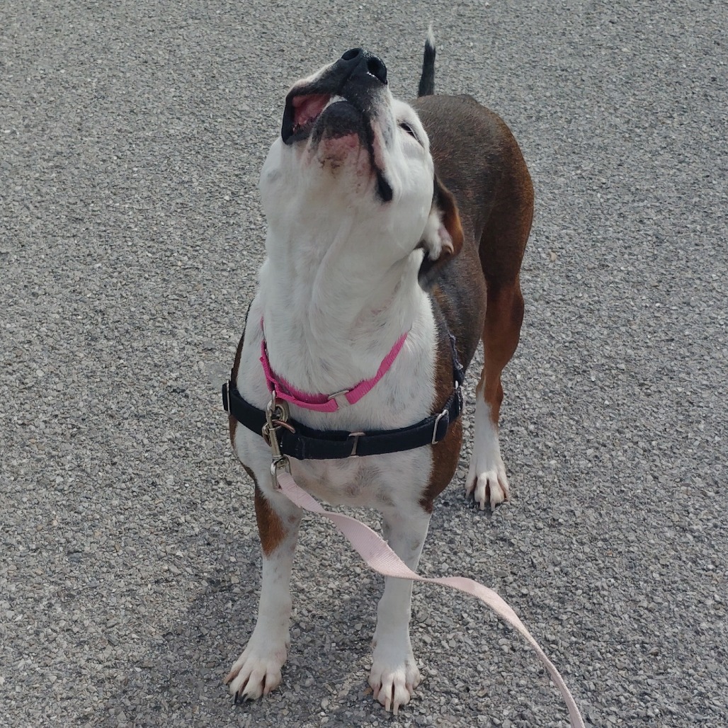 Darcy photo 2