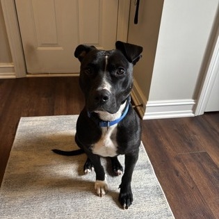 Tyson — thumbnail 8