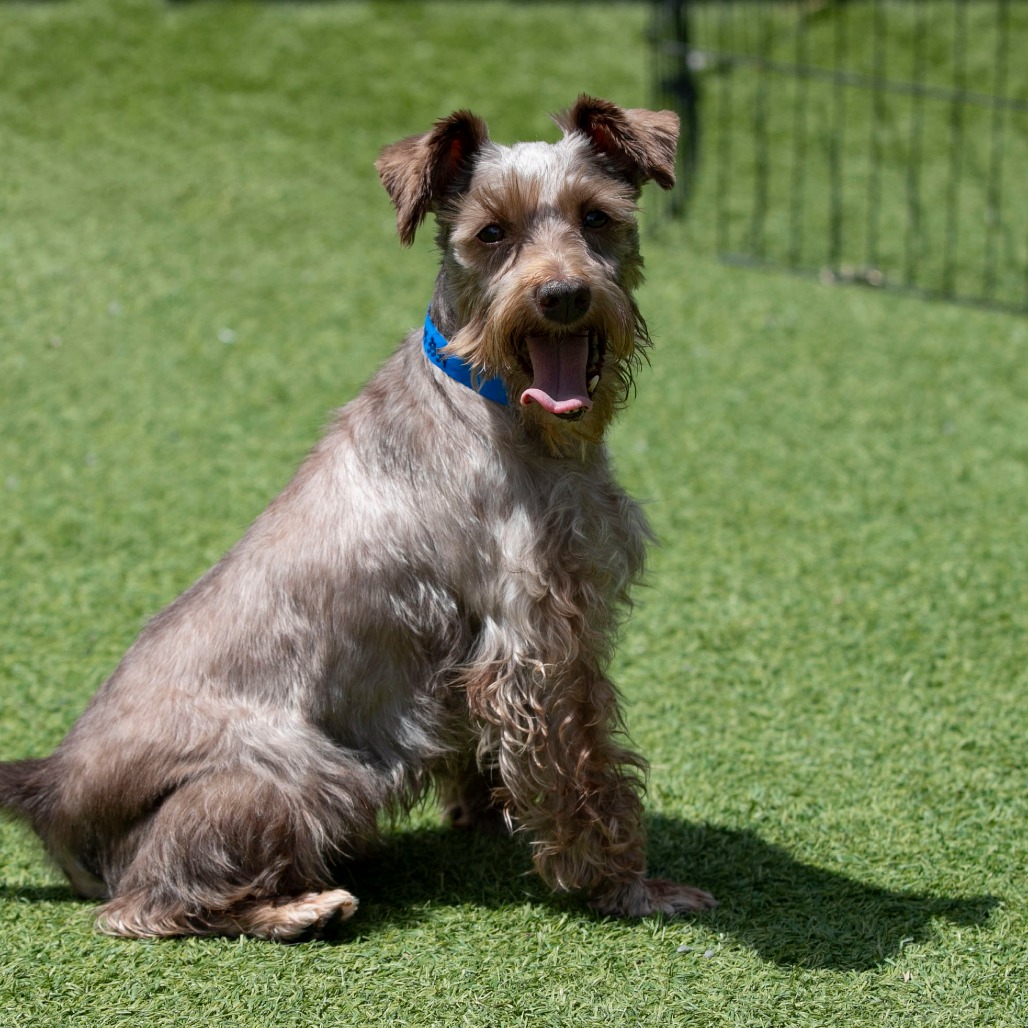 Charlie (JN26-59), photo 2