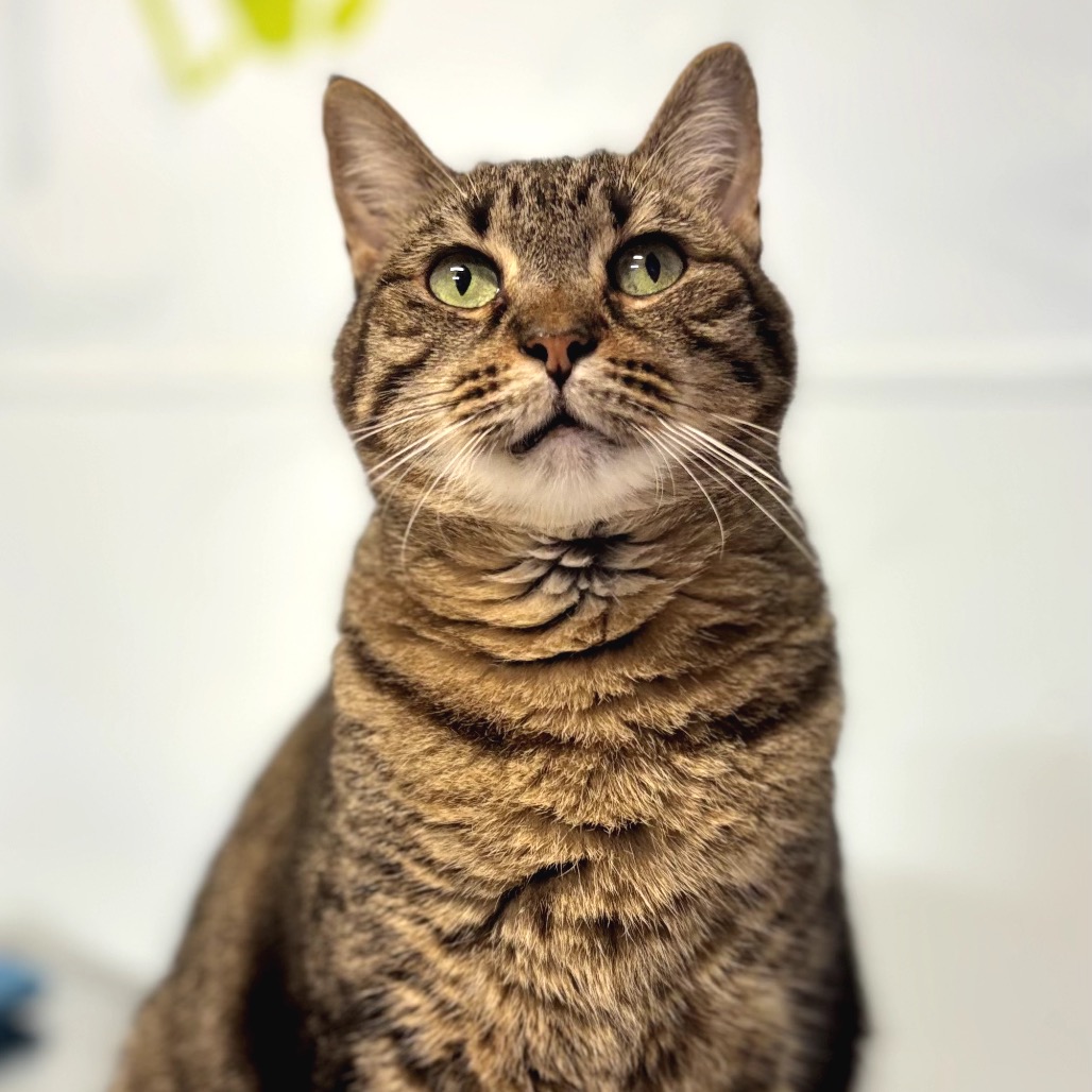 Another portrait of Harper