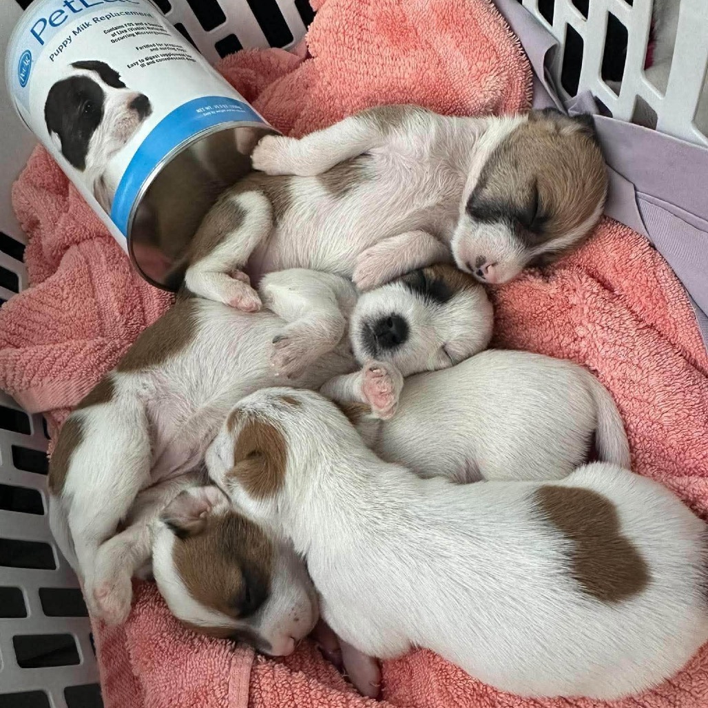 BUNSEN - Mixed Breed (Medium) available for adoption