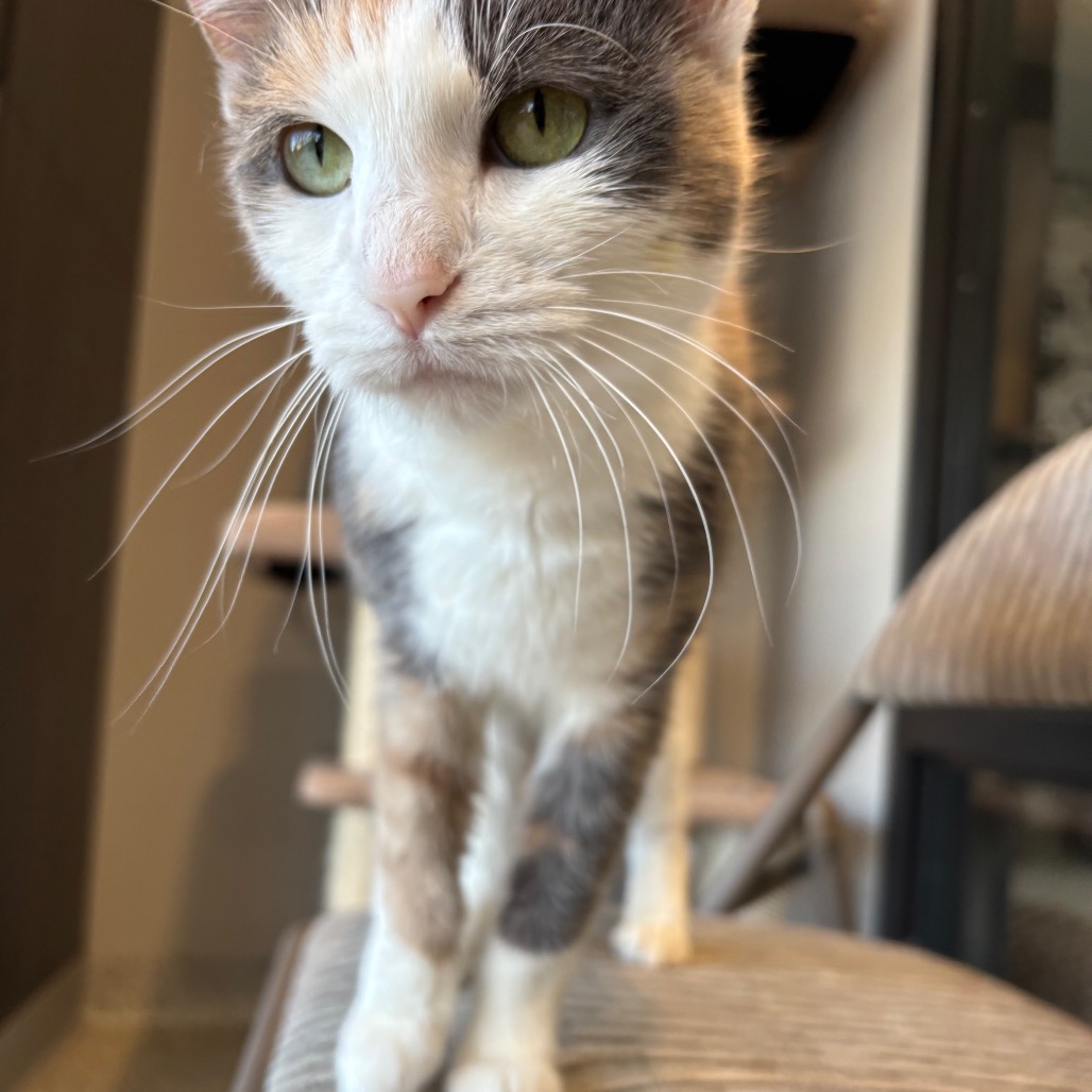 Mosha — thumbnail 4