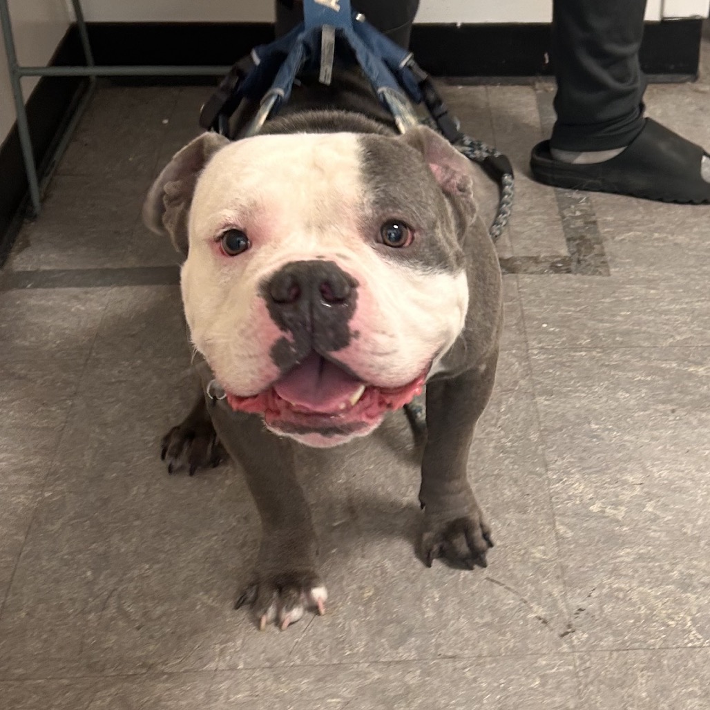 Rocko Rocks — thumbnail 2