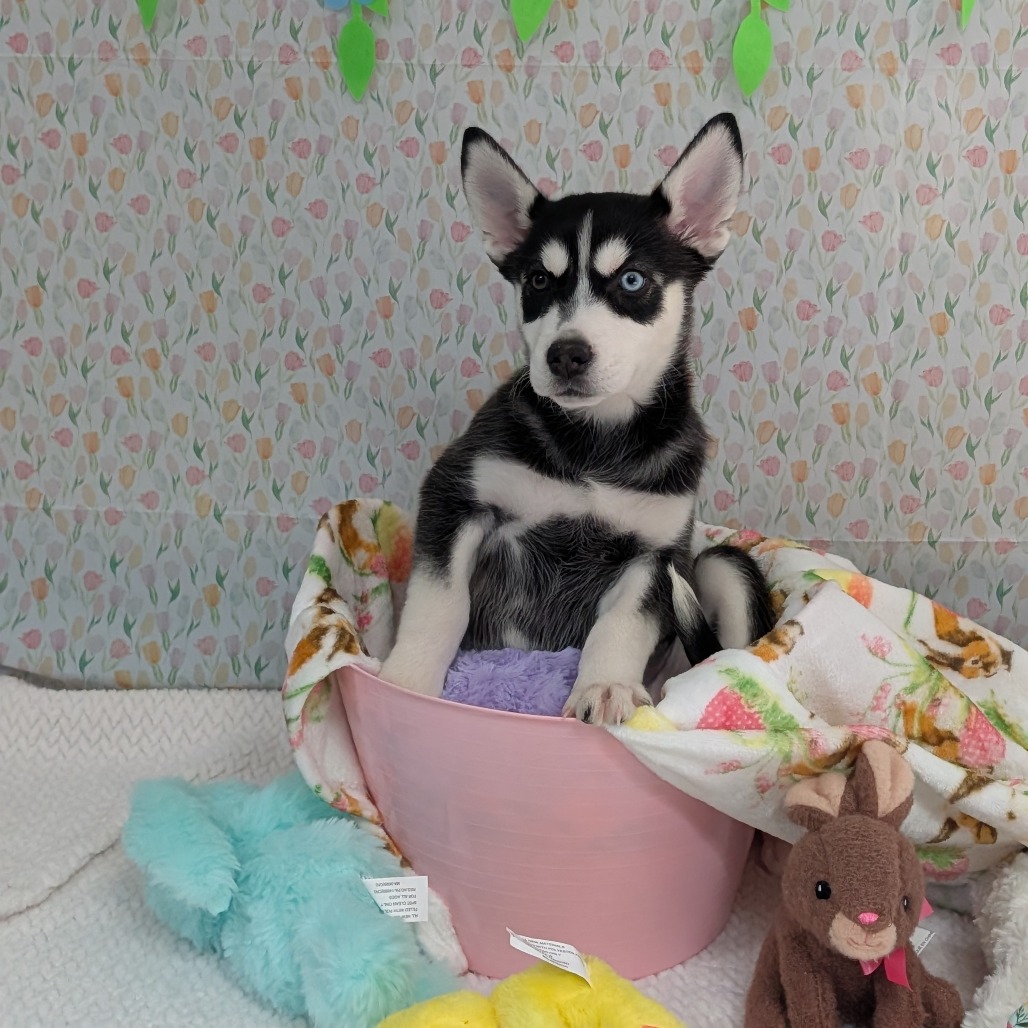 Bobsled — thumbnail 5