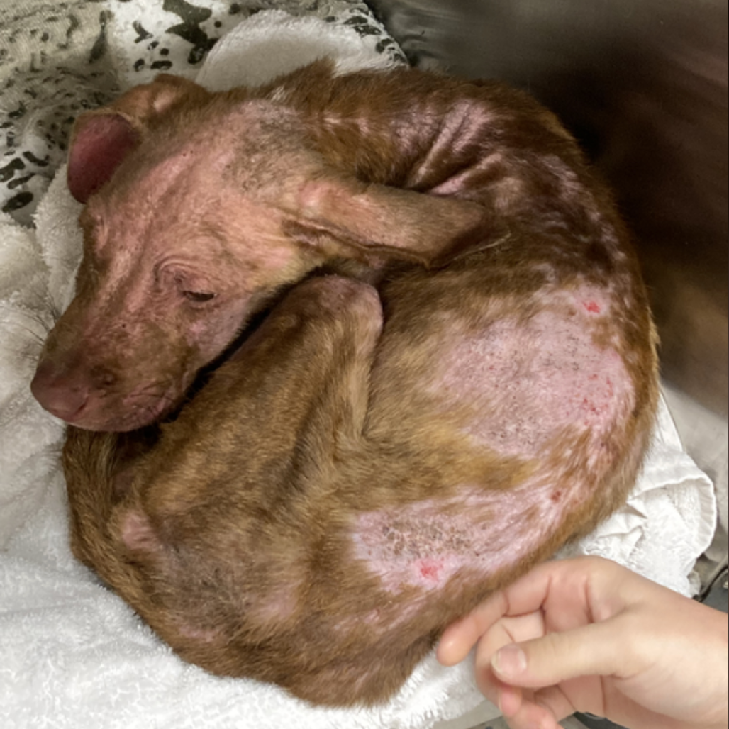 Patch, photo 24