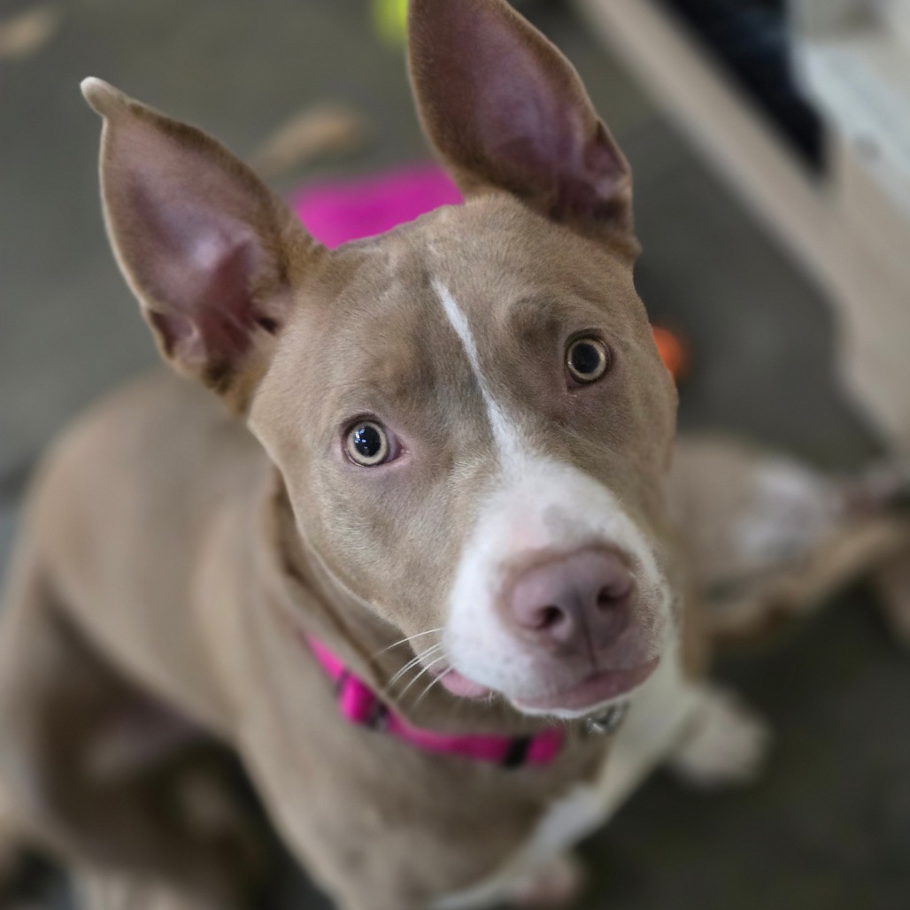 Chulla — thumbnail 5