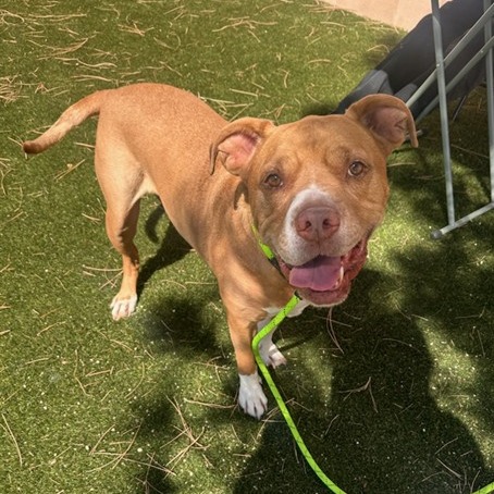 Tyson