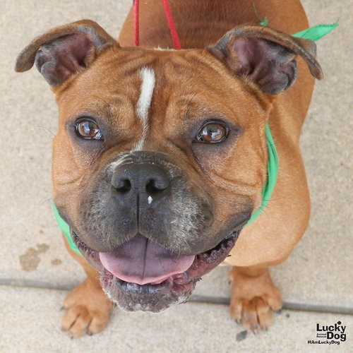 BUTTERSCOTCH - Boxer / Bulldog available for adoption