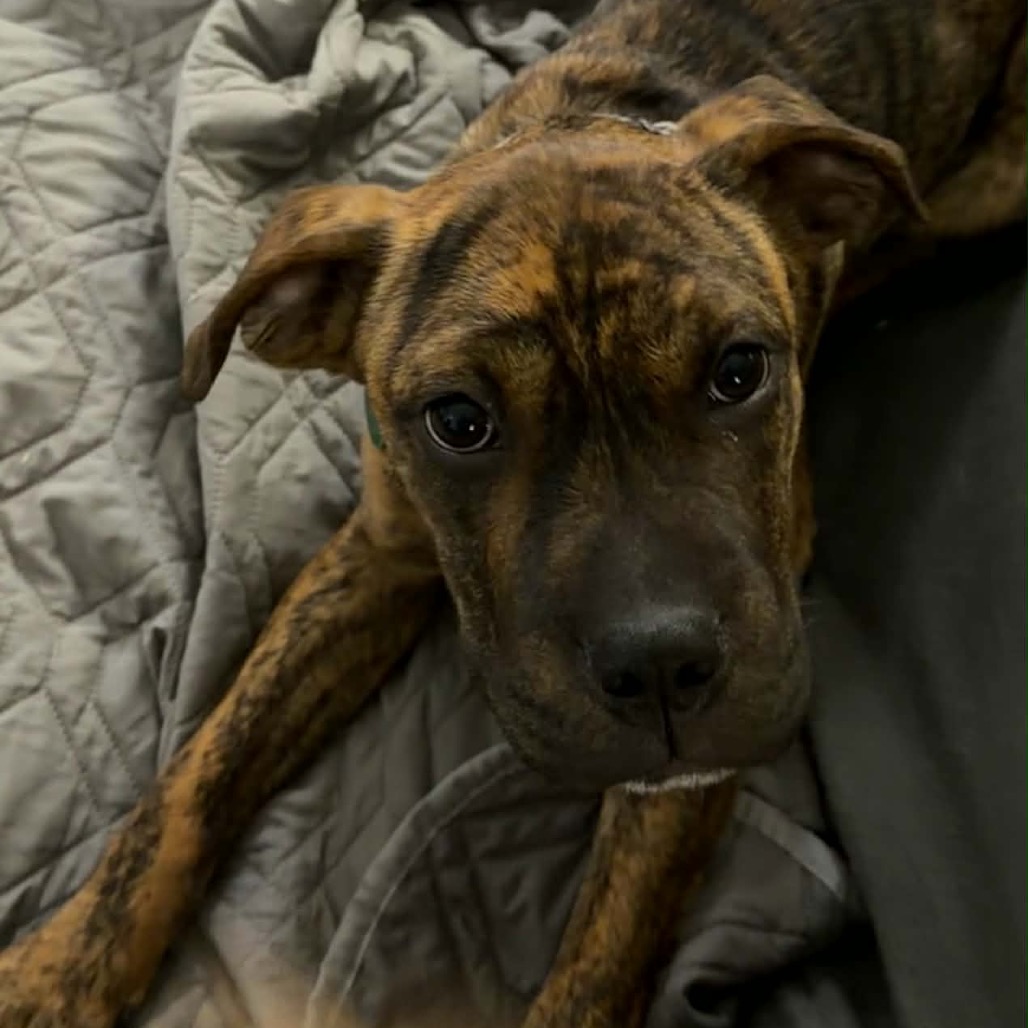 Moxie, photo 6