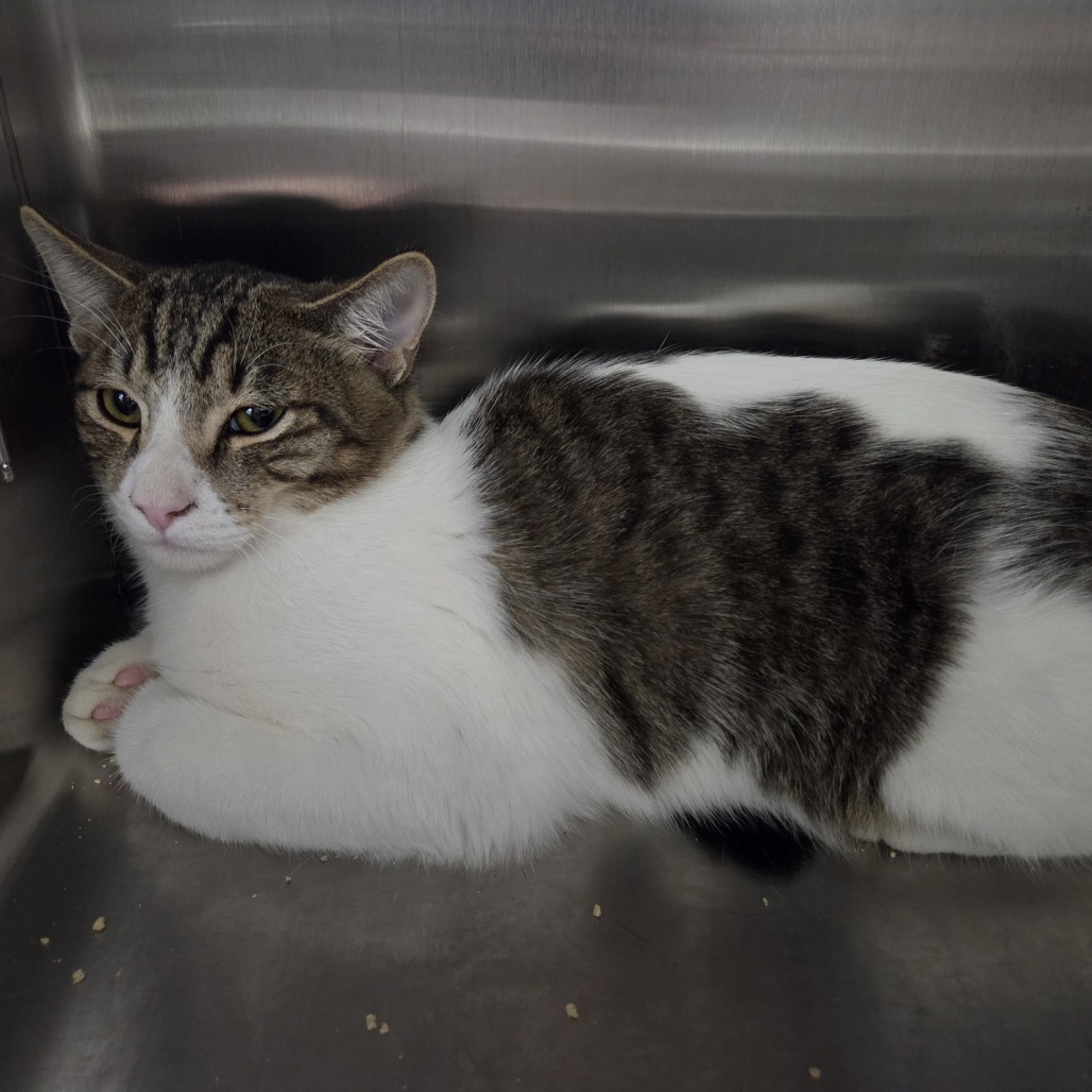BIG BOY - Domestic Shorthair available for adoption