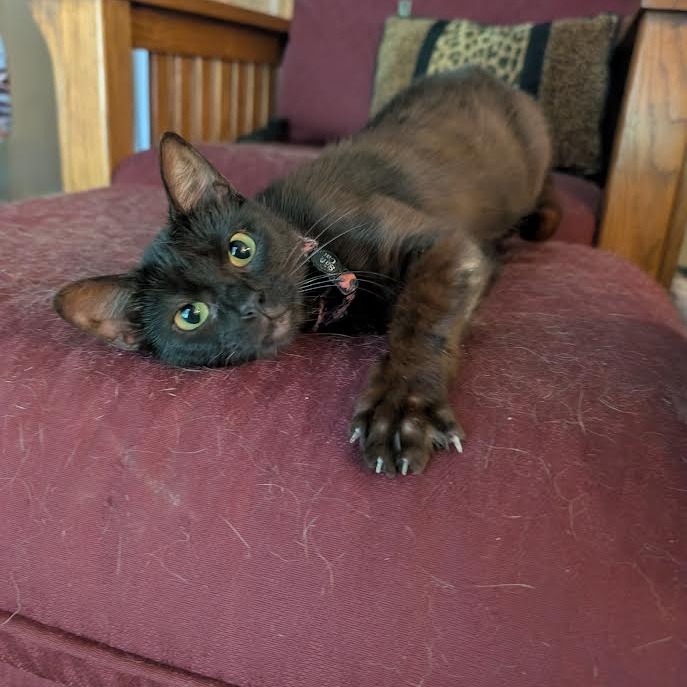 PUMA