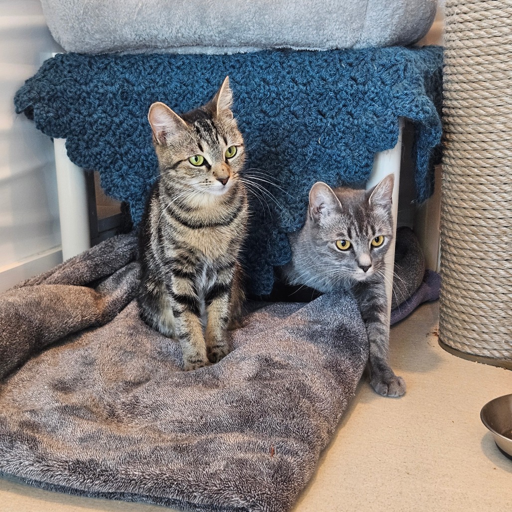 MOON - Domestic Shorthair / Domestic Shorthair available for adoption