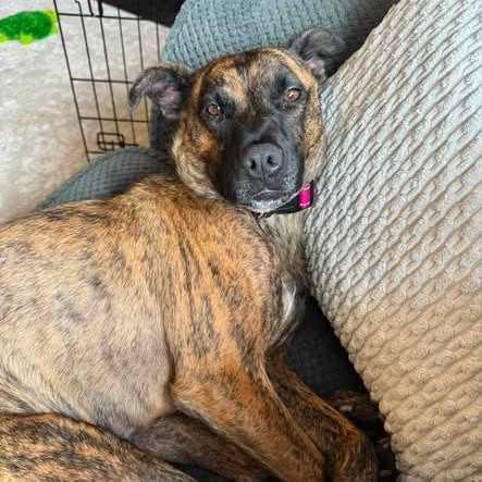 DELTA DAWN (IN FOSTER) - Terrier, American Pit Bull / Shepherd, German available for adoption