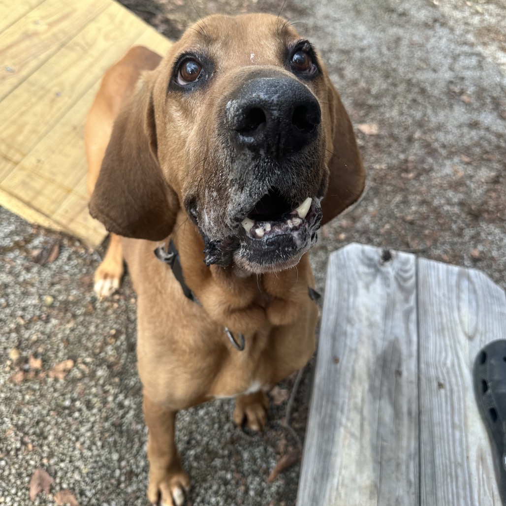 Duke The Hound — thumbnail 4