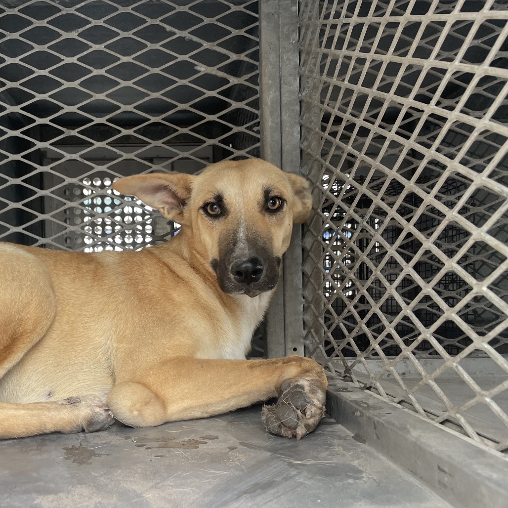 GOOFINA - Shepherd available for adoption