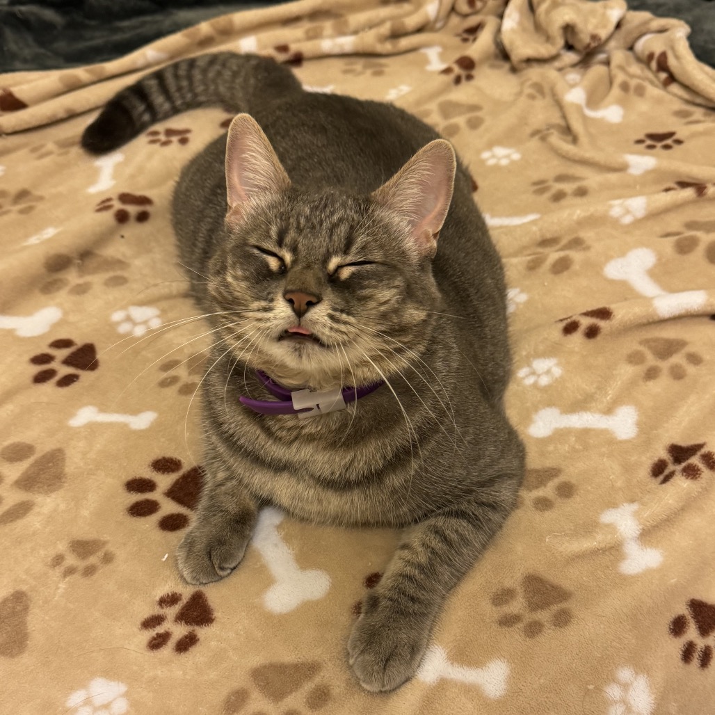 Eevee, photo 4