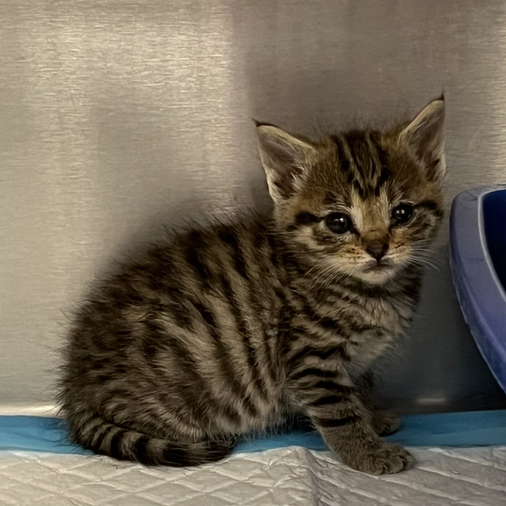 Fully Loaded Nacho - Domestic Shorthair