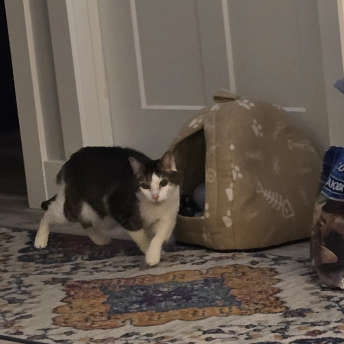 Escher-Foster — thumbnail 3